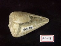 藏品(錐螺化石)的圖片